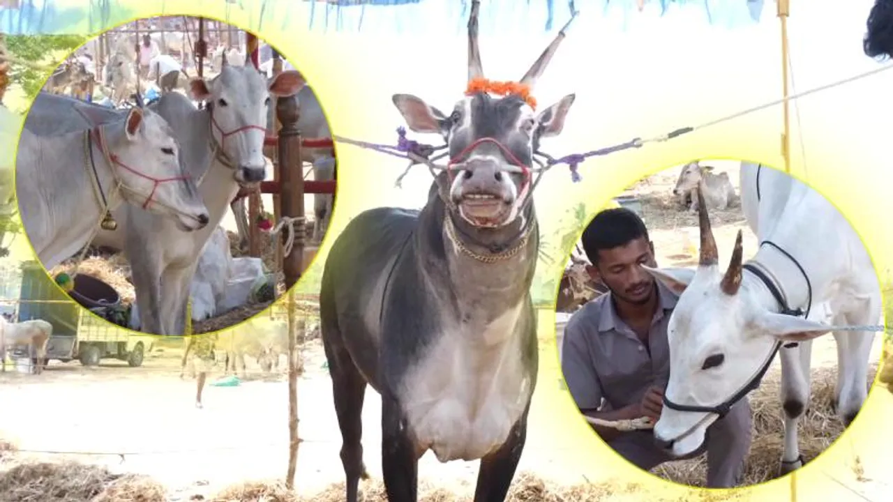 ಪುಣ್ಯಕ್ಷೇತ್ರ ಸಿದ್ದಗಂಗಾ ಮಠದಲ್ಲಿ ಪ್ರಸಿದ್ಧ ಗೋವುಗಳ ಜಾತ್ರೆ.. ಹಳ್ಳಿಕಾರ್, ಅಮೃತ ಮಹಲ್ ತಳಿಗೆ ಭಾರೀ ಬೇಡಿಕೆ