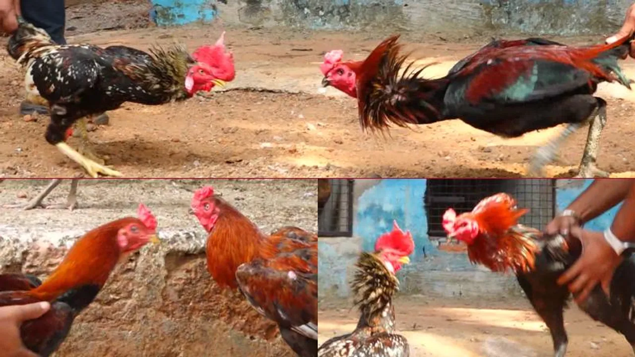 ಪೊಲೀಸ್ ಇಲಾಖೆ ಜೊತೆ ಉಡುಪಿ ಜನ ಜಟಾಪಟಿ.. ಕೋಳಿ ರಕ್ತ ಭೂಮಿಗೆ ಬೀಳುವ ಹಿಂದಿನ ನಂಬಿಕೆ ಏನು?