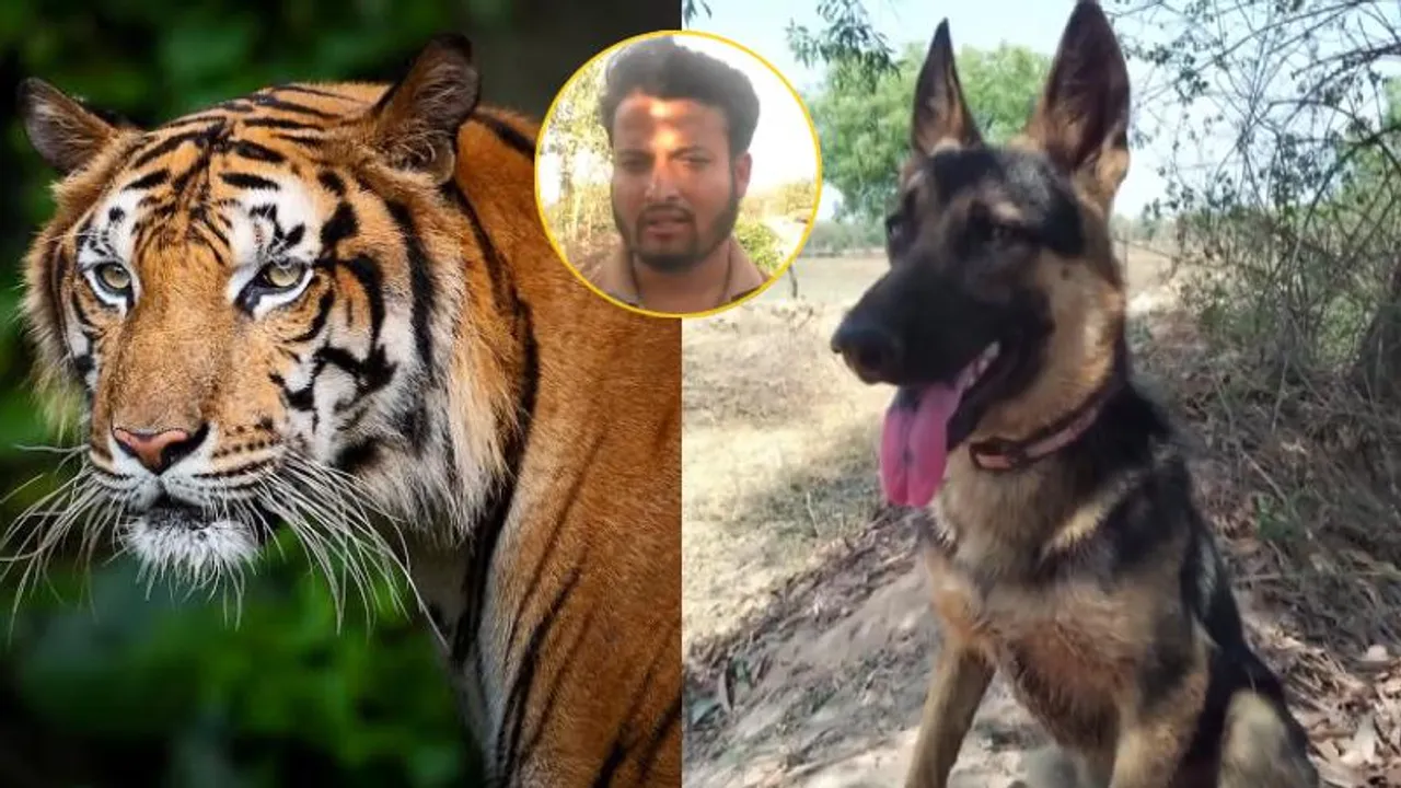 ಹುಲಿಯಿಂದ ಮಾಲೀಕನ ಕಾಪಾಡಿದ ಜರ್ಮನ್ ಶೆಪರ್ಡ್​ ನಾಯಿ.. ಆದ್ರೆ ಆ ಮೇಲೆ ಆಗಿದ್ದೆ ದುಃಖಕರ