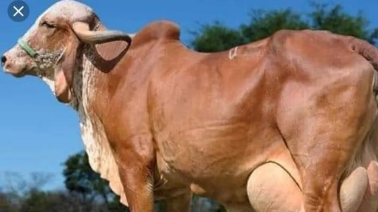 ಭಾರತದಲ್ಲಿವೆ 8 ವಿಶೇಷ ತಳಿಯ ಹಸುಗಳು.. ಇವುಗಳನ್ನು ಸಾಕುವ ರೈತನ ಬಾಳು ಬಂಗಾರ ಆಗುವುದು ಖಚಿತ!