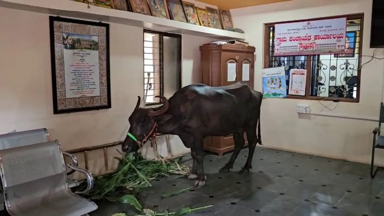 ಶೆಡ್‌ಗಾಗಿ ಗ್ರಾಮ ಪಂಚಾಯ್ತಿ ಕಚೇರಿಗೆ ಬಂದ ಎಮ್ಮೆ; ಅಧಿಕಾರಿಗಳ ನಿರ್ಲಕ್ಷ್ಯದ ವಿರುದ್ಧ ಆಕ್ರೋಶ