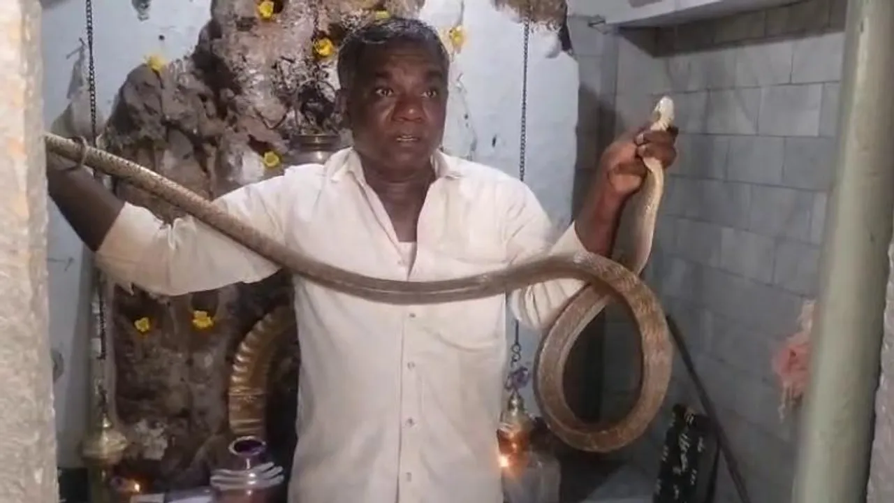 ದೇವರಿಗೆ ಪೂಜೆ ಮಾಡಲು ಹೋದಾಗ ಹುತ್ತದಿಂದ ಎದ್ದ ಬುಶ್.. ಬುಶ್ ನಾಗಪ್ಪ.. ಪೂಜಾರಿ ಫುಲ್ ಶಾಕ್!