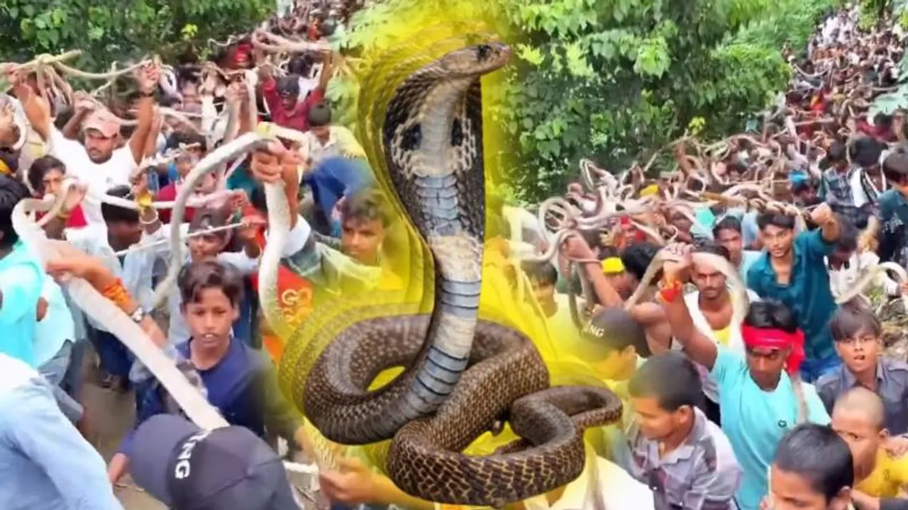 ನಾಗರ ಪಂಚಮಿ ವಿಶೇಷ.. ಈ ಪ್ರದೇಶದಲ್ಲಿ ಜೀವಂತ ನಾಗರ ಹಾವುಗಳನ್ನು ಹಿಡಿದು ಏನ್ ಮಾಡ್ತಾರೆ ಗೊತ್ತಾ?
