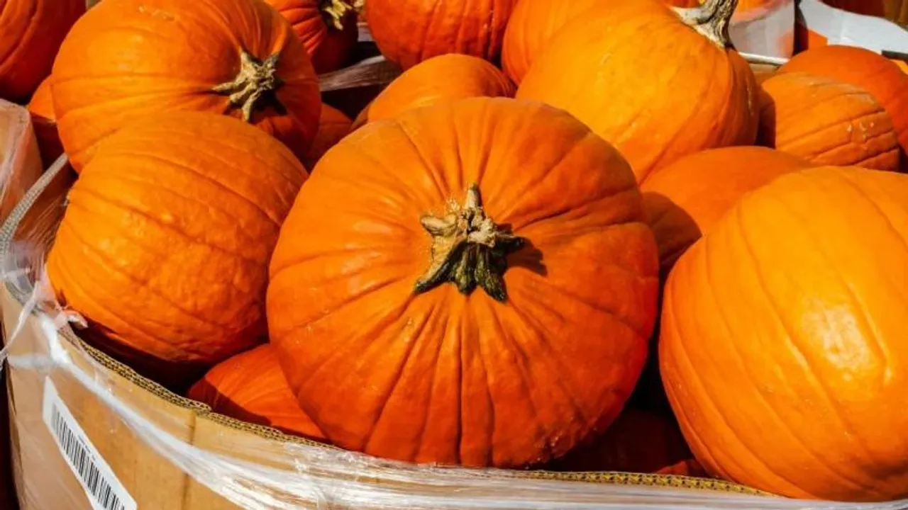 ಕಣ್ಣು, ಚರ್ಮ, ಕೂದಲು, ಕ್ಯಾನ್ಸರ್​ ರೋಗ.. ಕುಂಬಳಕಾಯಿ ತಿನ್ನಿ ಎಲ್ಲಾ ಸಮಸ್ಯೆಗೂ ಹೇಳಿ ಗುಡ್​ ಬೈ