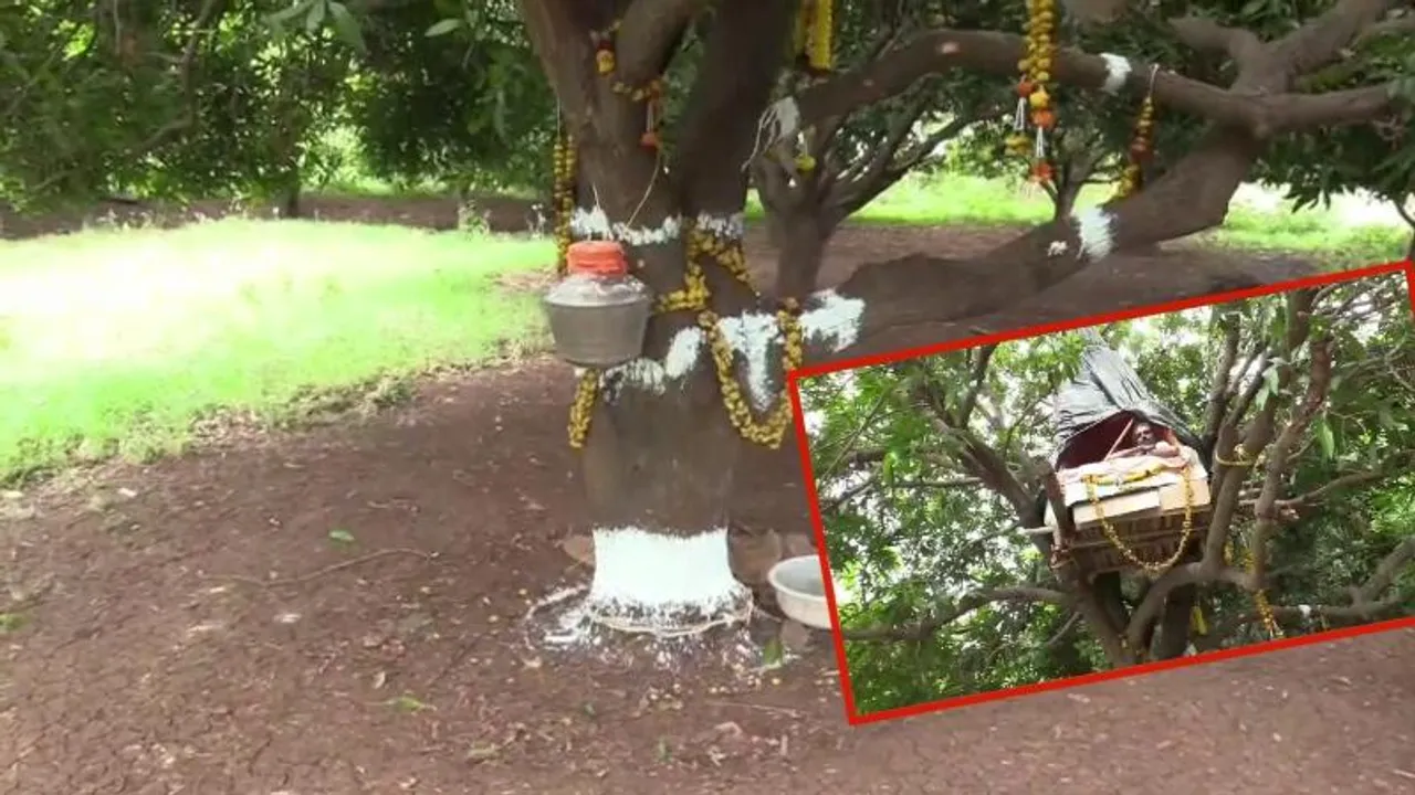 ಕೊಪ್ಪಳದಲ್ಲಿ ಮರವೇರಿ ಕೂತ ಸ್ವಾಮೀಜಿ.. 101 ದಿನ ಅಲ್ಲೇ ವಾಸ.. ಯಾಕಿರಬಹುದು..?