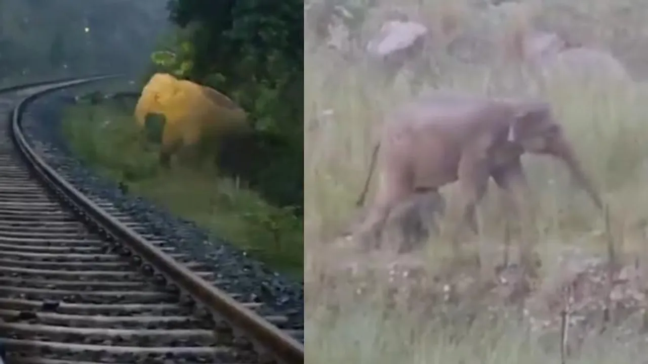 ರೈಲ್ವೇ ಹಳಿ ಮೇಲೆ ಮರಿಗೆ ಜನ್ಮ ನೀಡಿದ ಆನೆ.. ಲೋಕೋ ಪೈಲಟ್​ ಅಲರ್ಟ್​ ಆಗಿದ್ದೇಗೆ..?