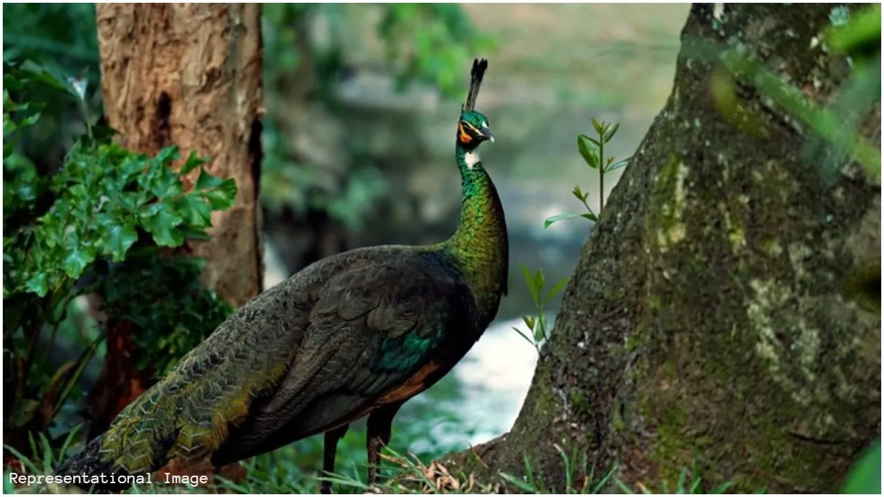 Peacock death Tumakuru