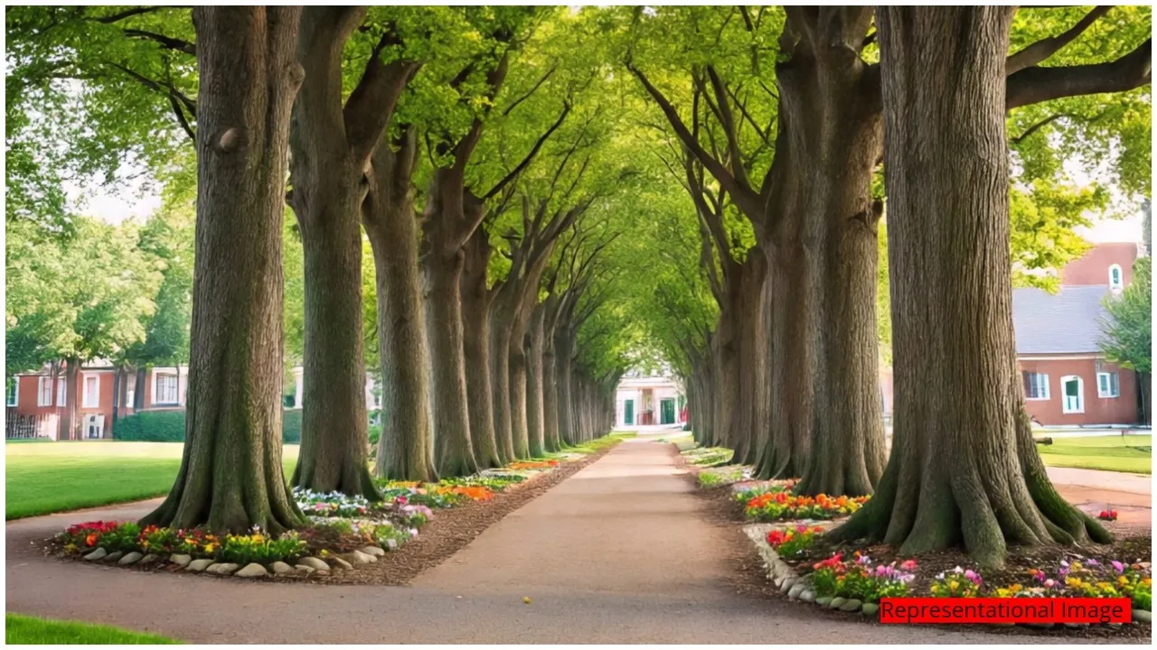 TREES AT IISC-BENGALURU