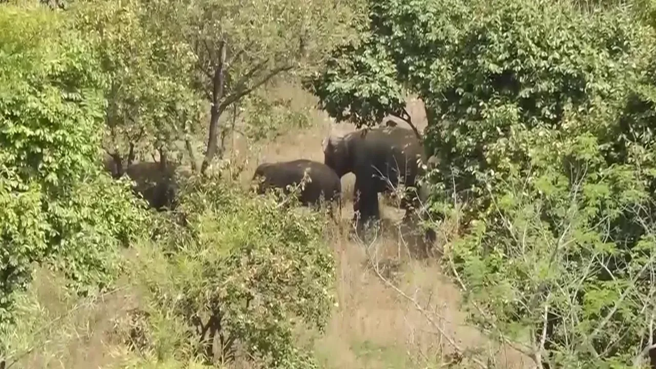 elephant-2