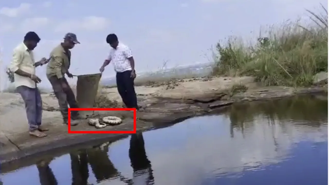 INDIAN ROCK PYTHON FOUND IN BENGALURU