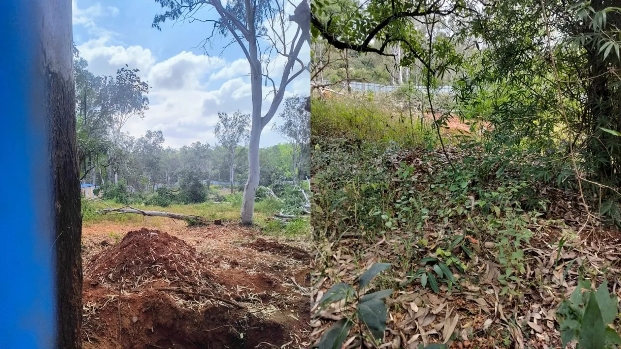 bengaluru university trees cutting down