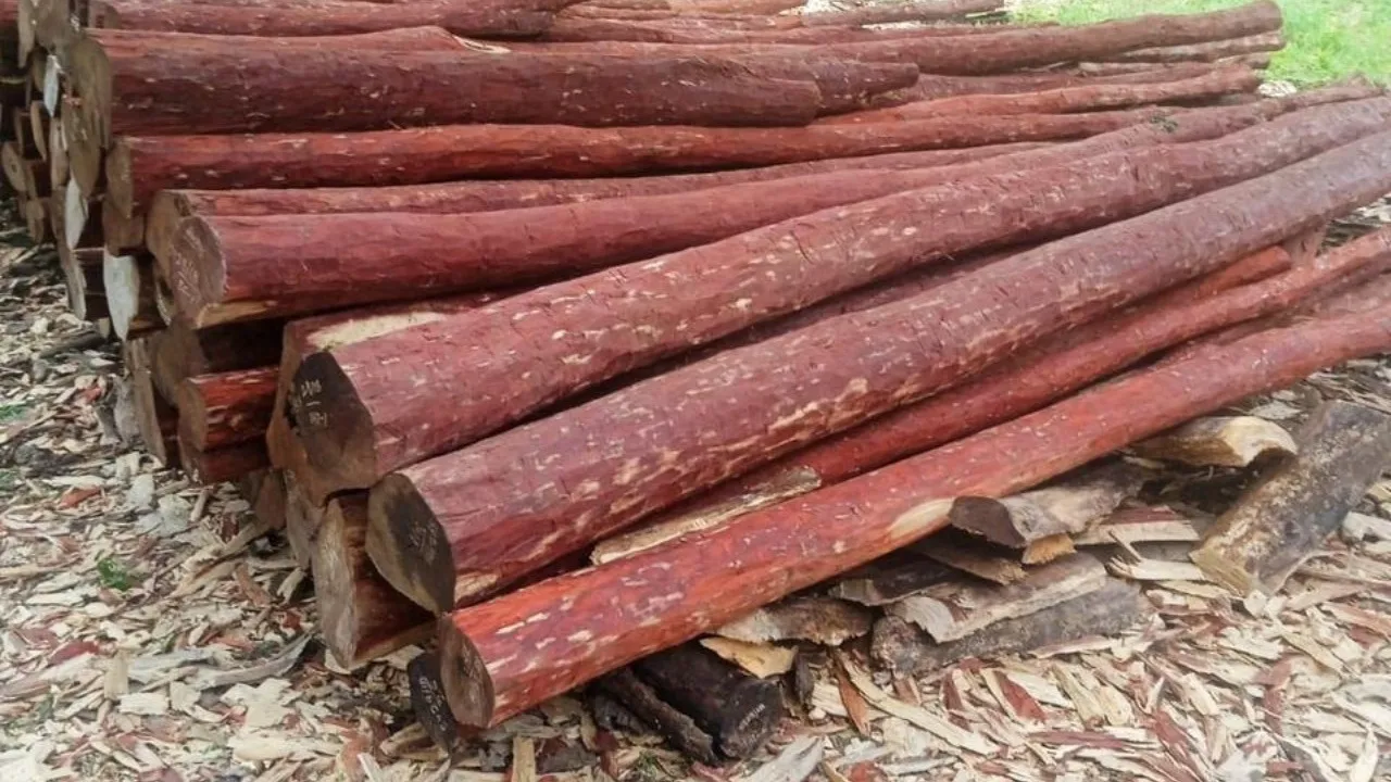 red sandalwood seized in bengaluru