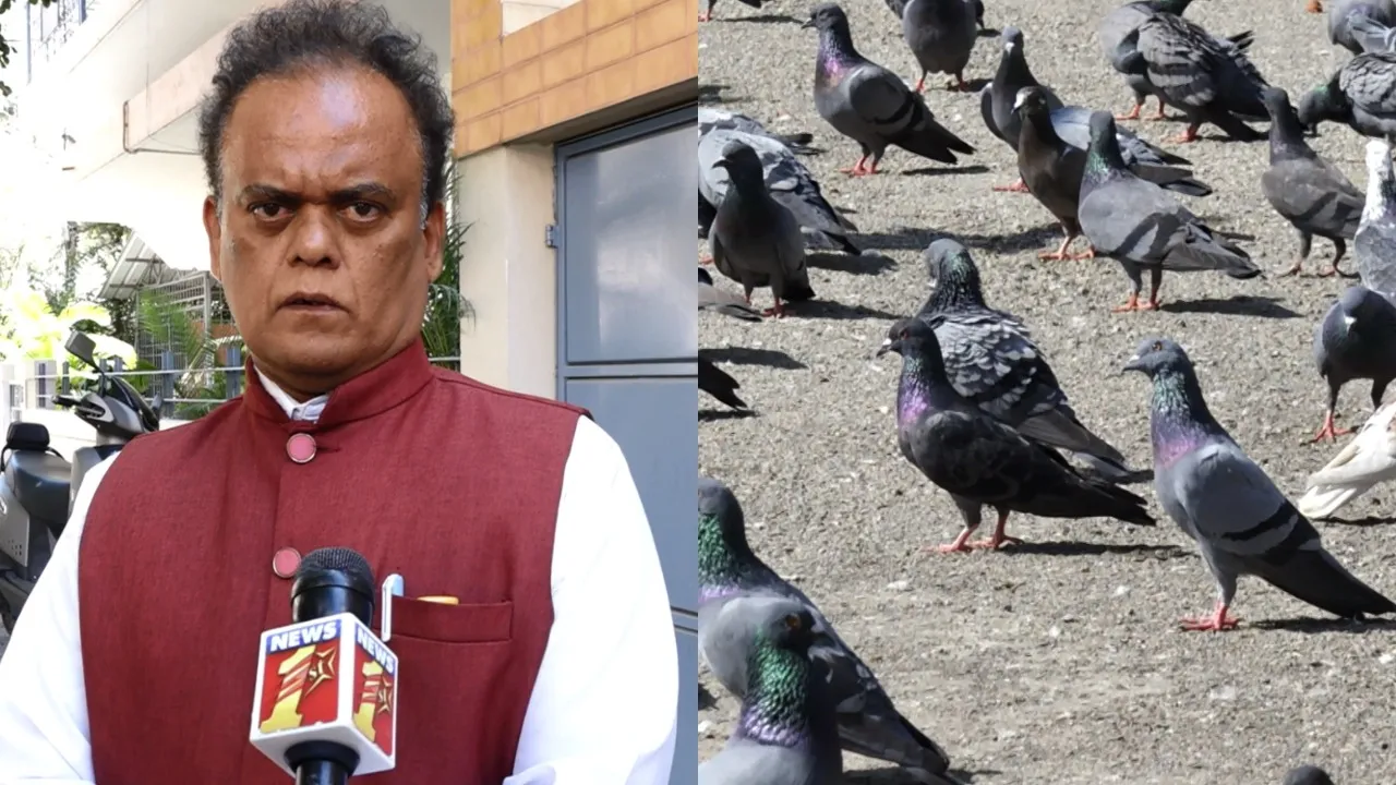 pigeon feeding animal actvists raise voice