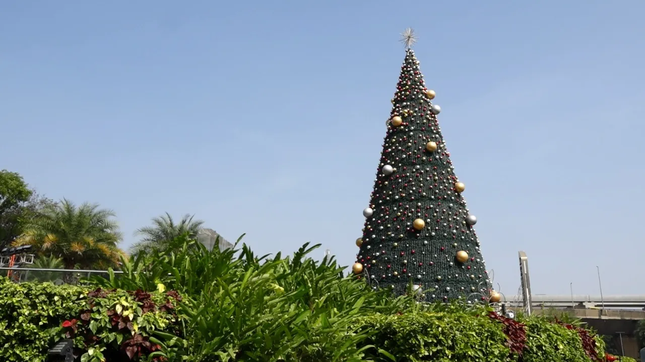 christmas tree bengaluru