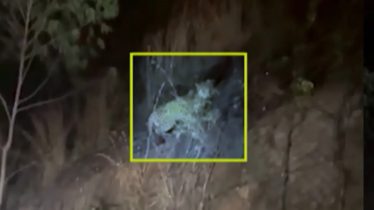 LEOPARD SPOTTED ON ROUTE NEAR NANDI HILLS