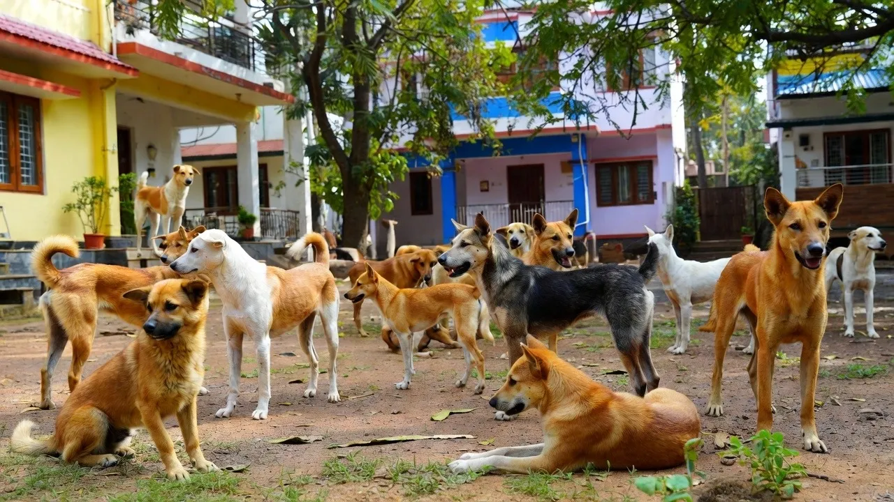 supreme court about stray dogs