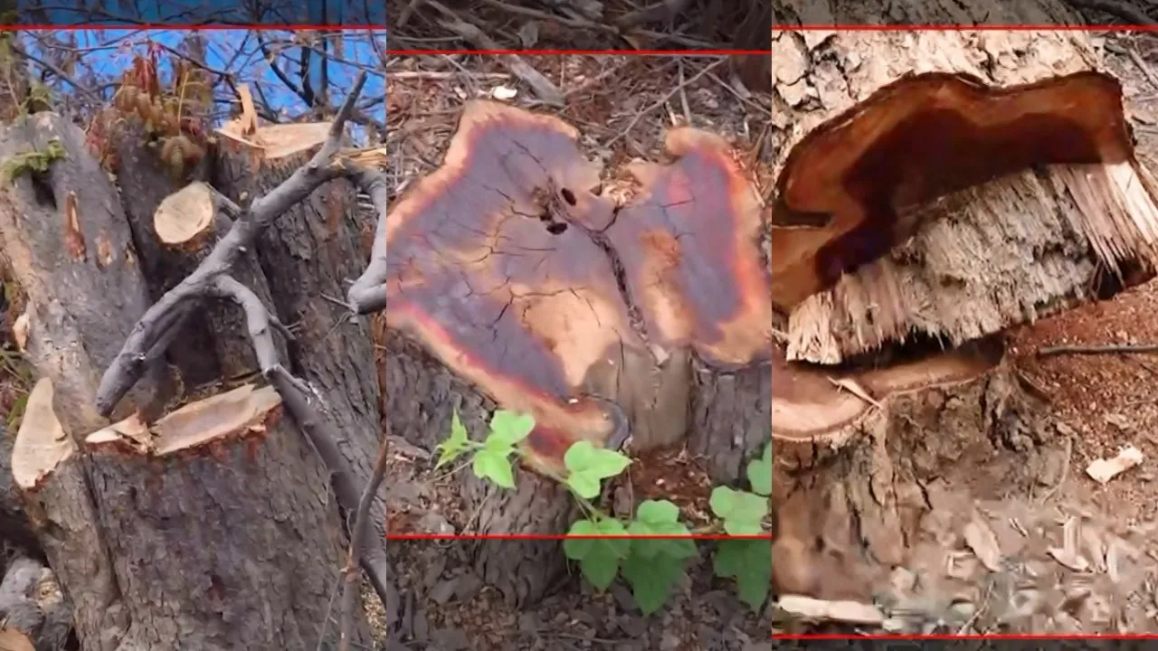 Illegal Tree Felling in Kadugodi Reserve_ FIR Registered Against Embassy East Business Park