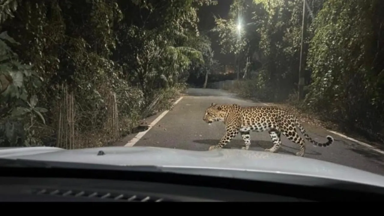 bengaluru anjanapura leopard