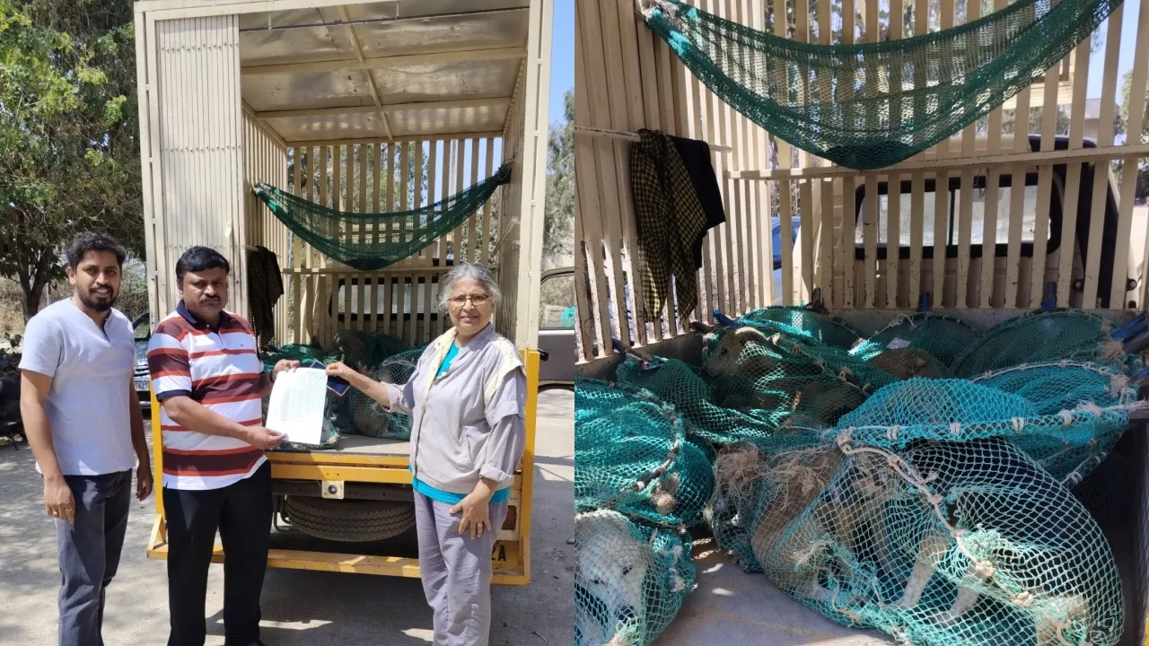 women adopts 20 stray dogs at a time