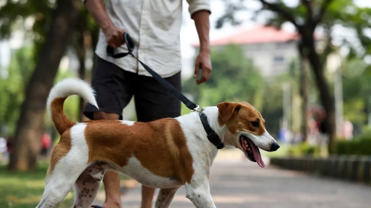 bengaluru pet dog case