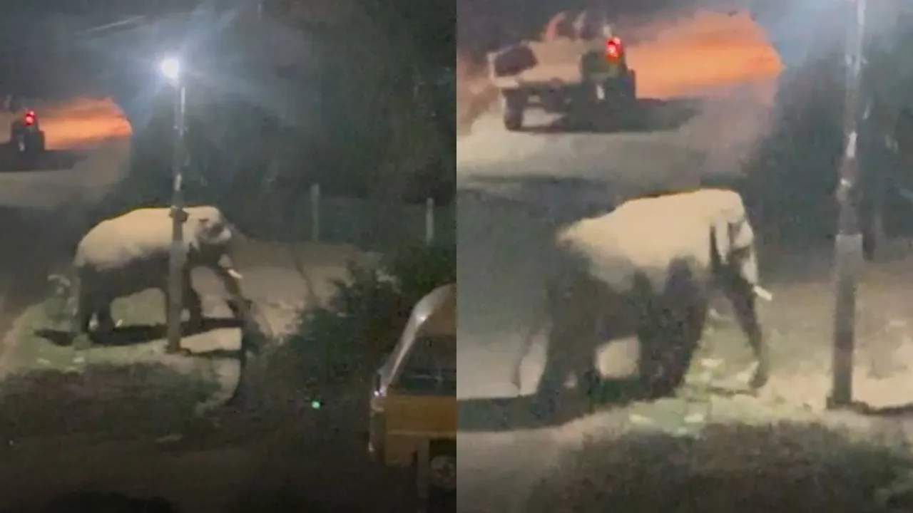 elephant in bengaluru