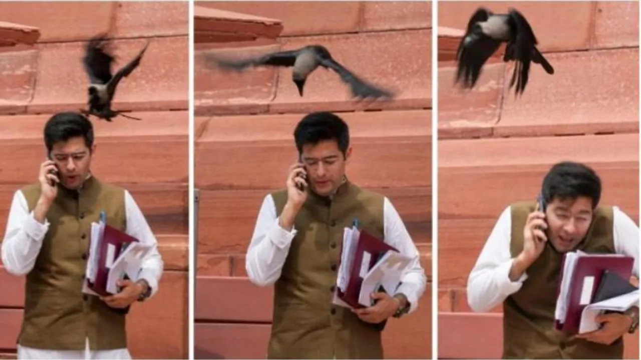 Delhi: Raghav Chadda falls prey to crow attack; BJP adds fuel to fire