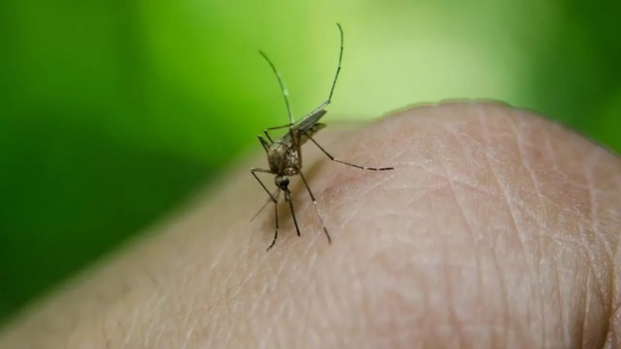 Bengaluru: BBMP cautions people of rising cases of dengue, to take precautionary measures