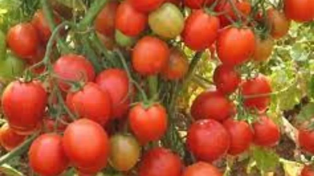 Karnataka: Tomato prices brought under control 