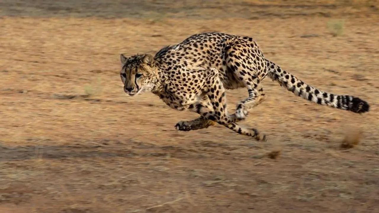 9 cheetahs have died in the last 6 months in India