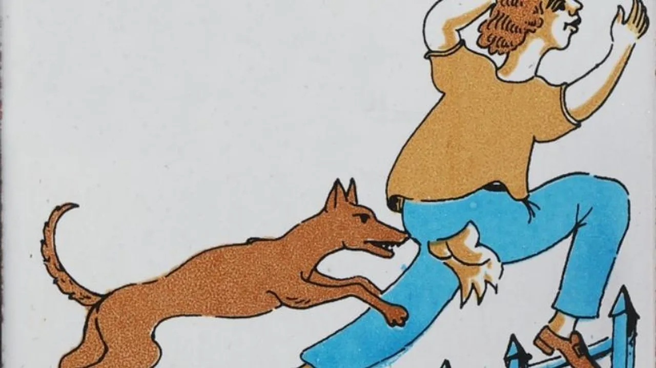 In a positive development, stray dog attacks decline significantly in Bengaluru