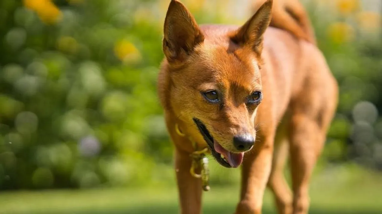 NGOs come out to initiate measures to protect and save dogs on International Dog Day