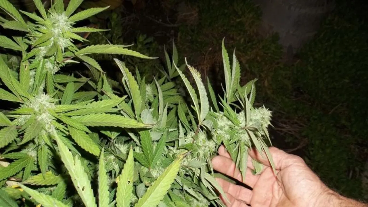 <strong>Bengaluru Police: Educational institutions vulnerable spots for drug peddling and consumption  </strong>