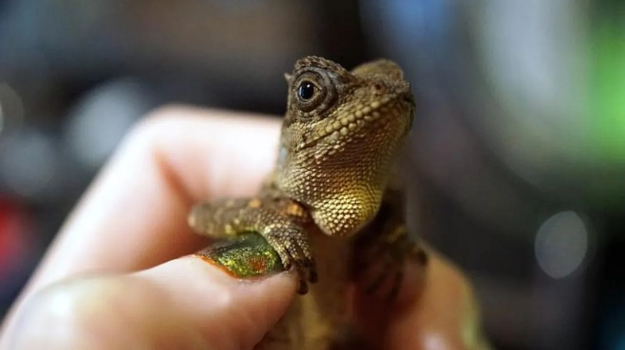 Bengaluru customs officials rescue different species of wild animals while being smuggled at Bengaluru airport