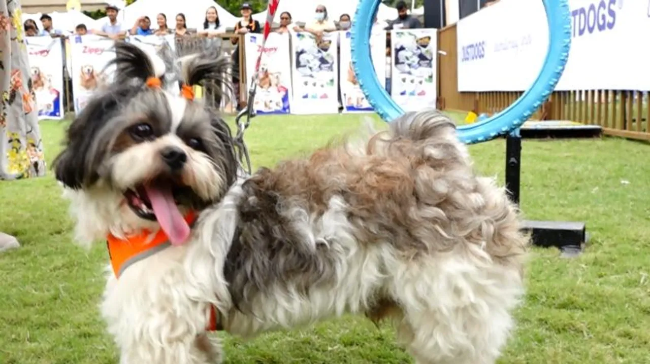 Pet lovers celebrate their pets at an exciting pet show in Bengaluru