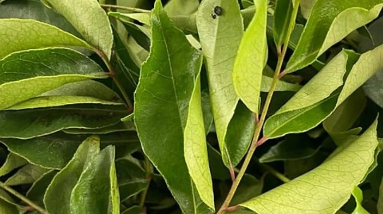 Do you discard curry leaves from your food? Please don’t! Here are its heart-healthy benefits!