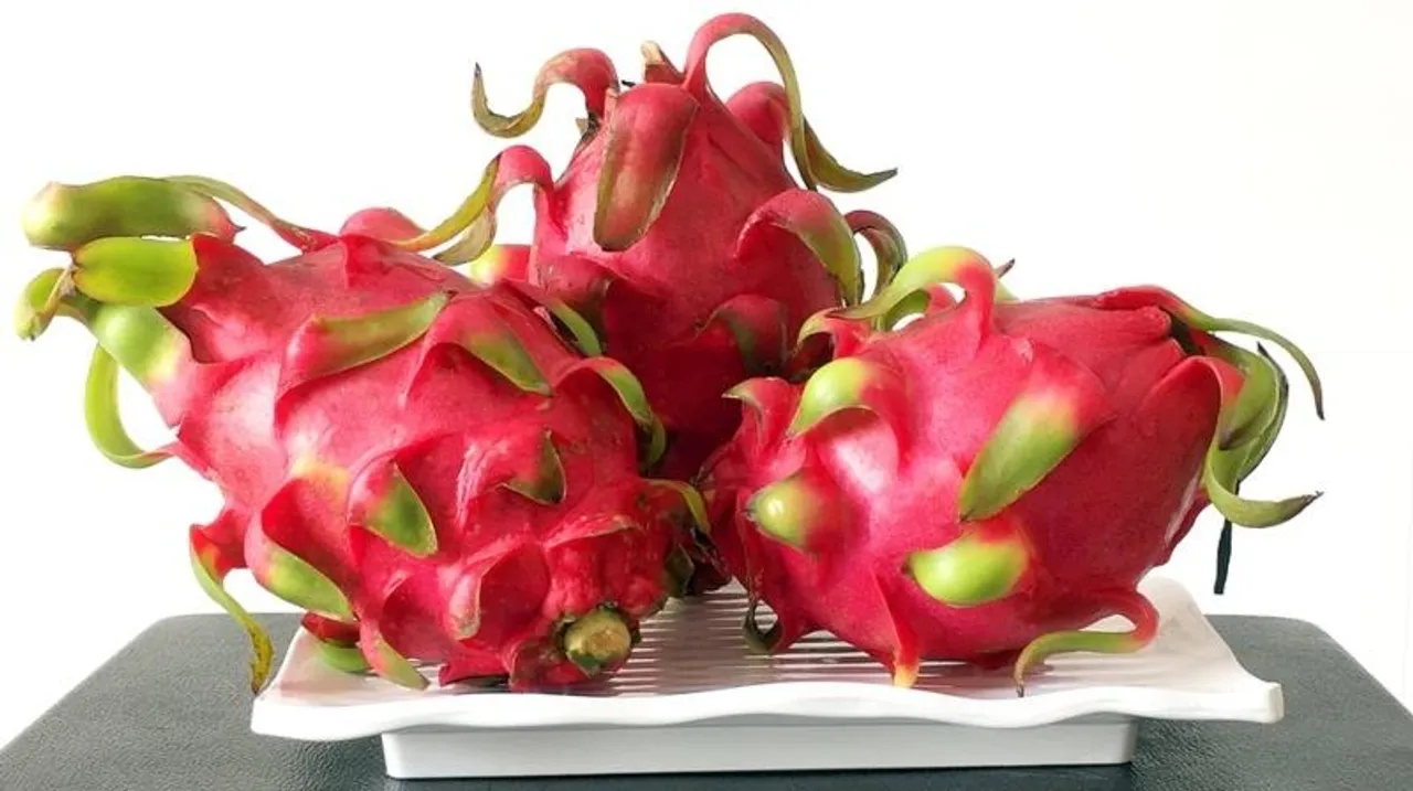 IIHR Scientists: Dragon fruit, avocado are key crops thriving across Karnataka