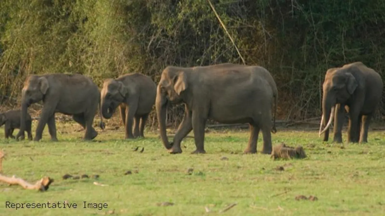 Impact of deforestation: Elephant herd incursion in Mandya district