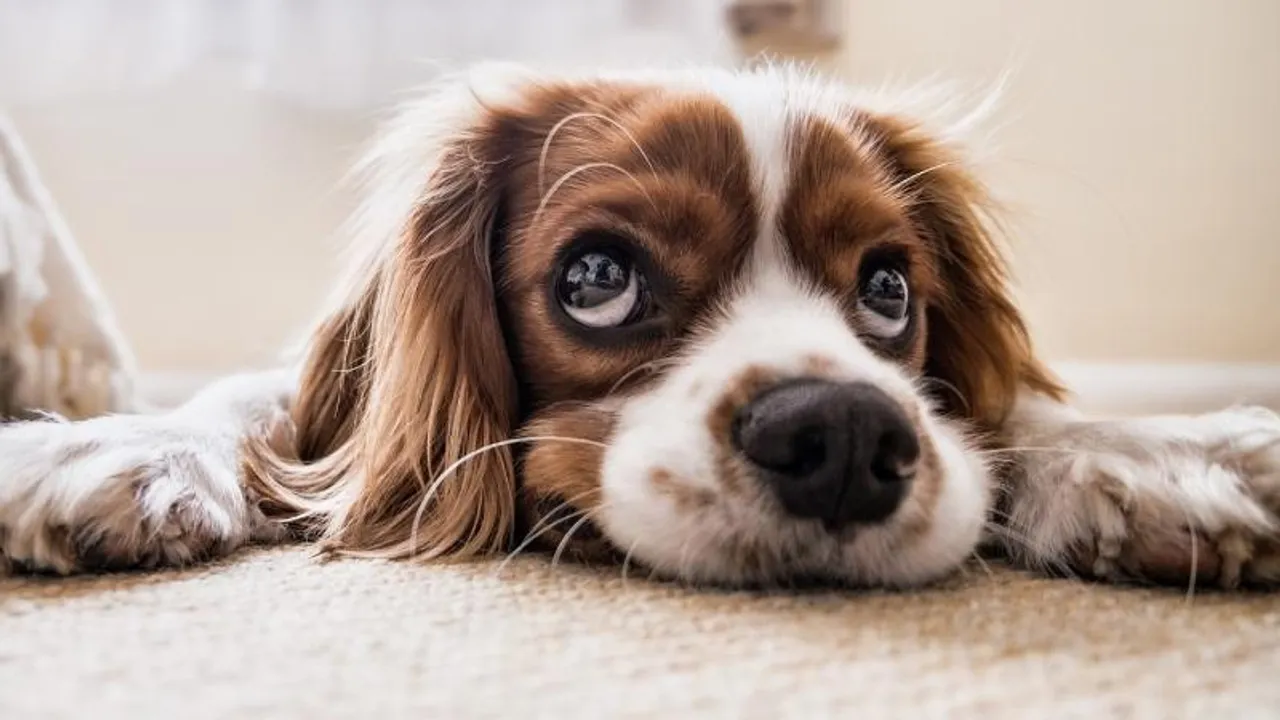 Having pets can go a long way in providing a sense or purpose in our lives