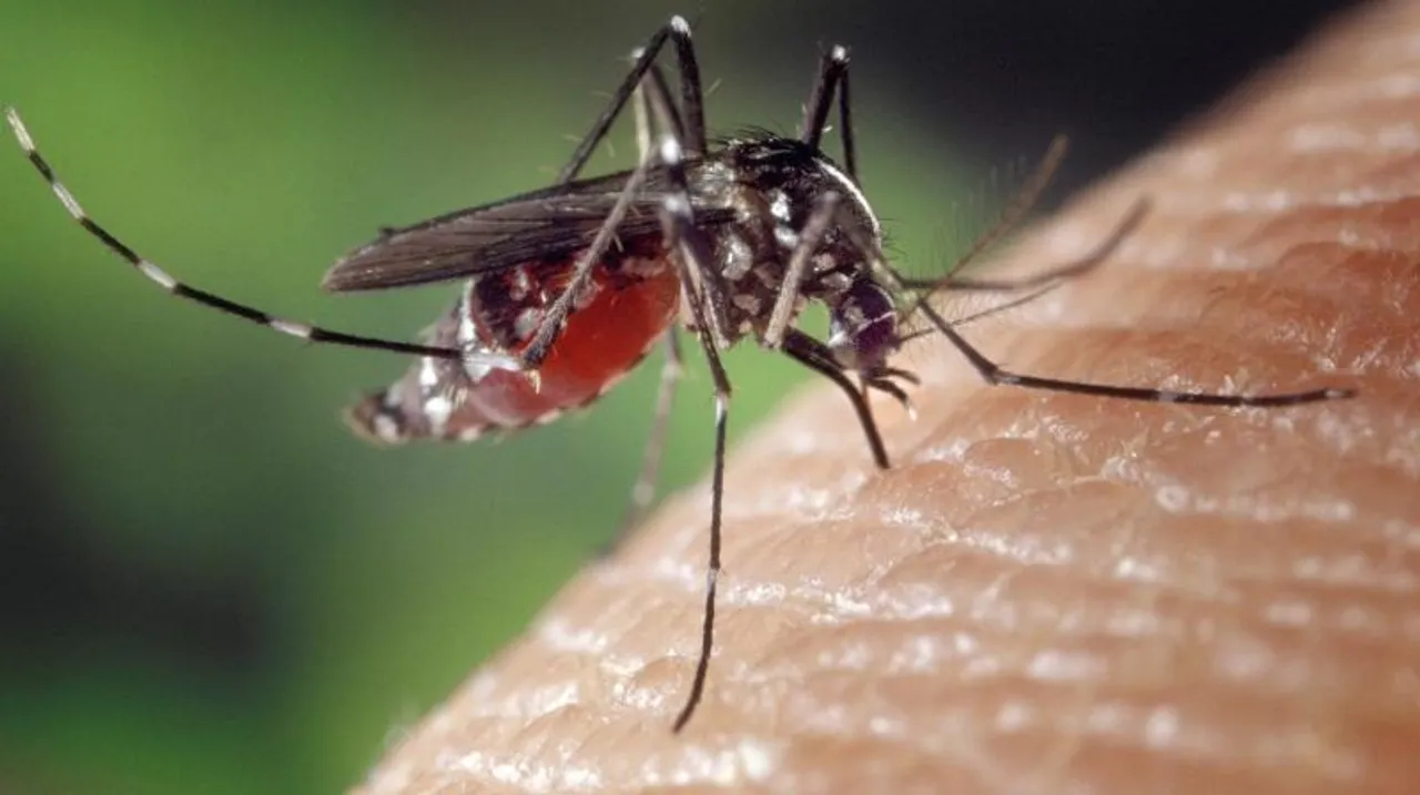 Karnataka: Health department releases safety guidelines against Zika virus