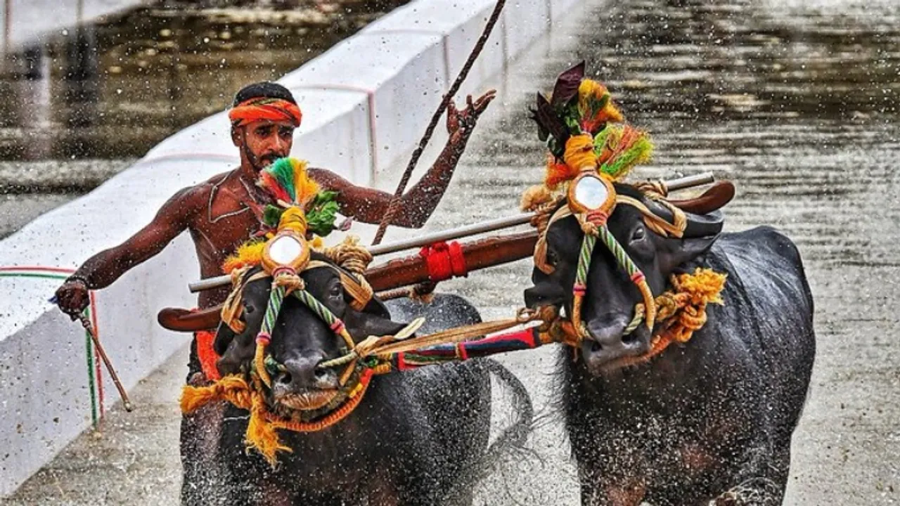 Palace Grounds is geared up for two-day extravaganza as Bengaluru hosts Kambala
