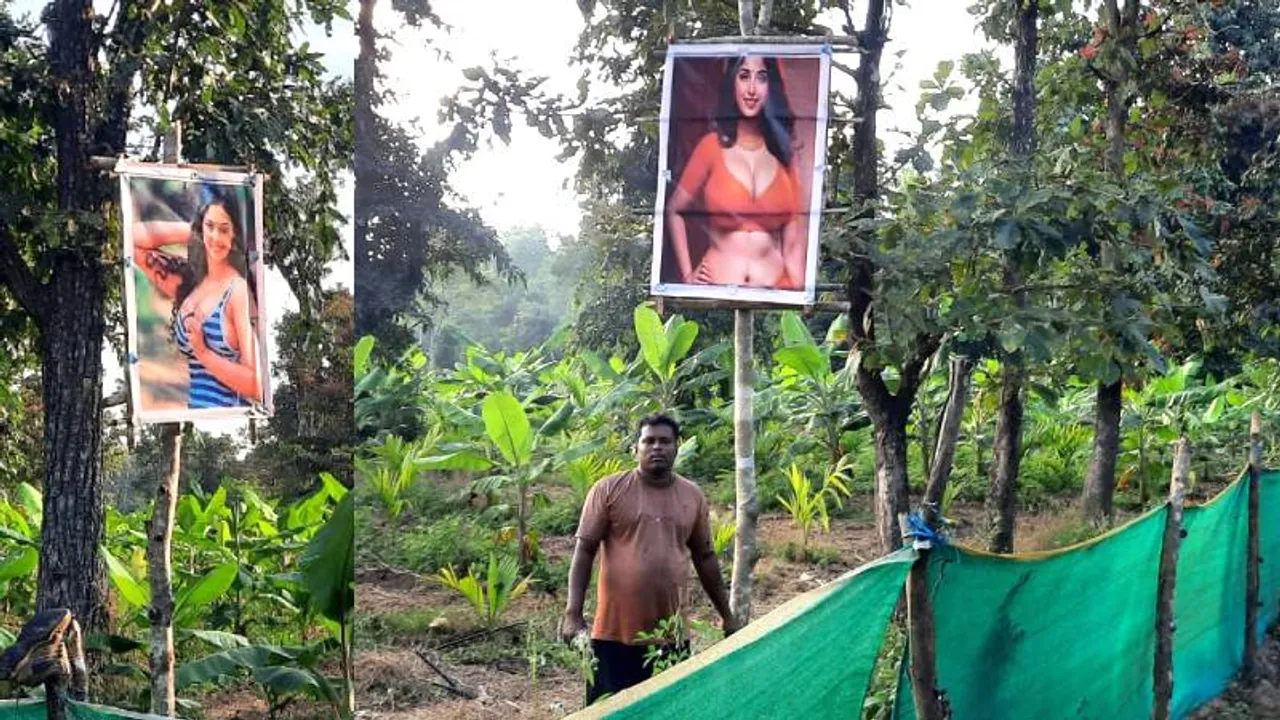 Karnataka: Farmer hangs pictures of celebrities in his fields! Know why?