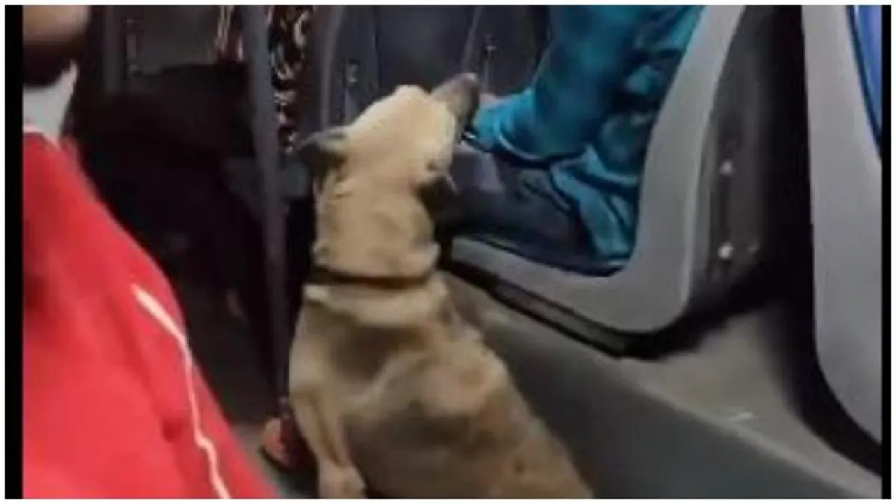 Bengaluru: Stray dog boards BMTC bus, sparks mixed reactions from passengers