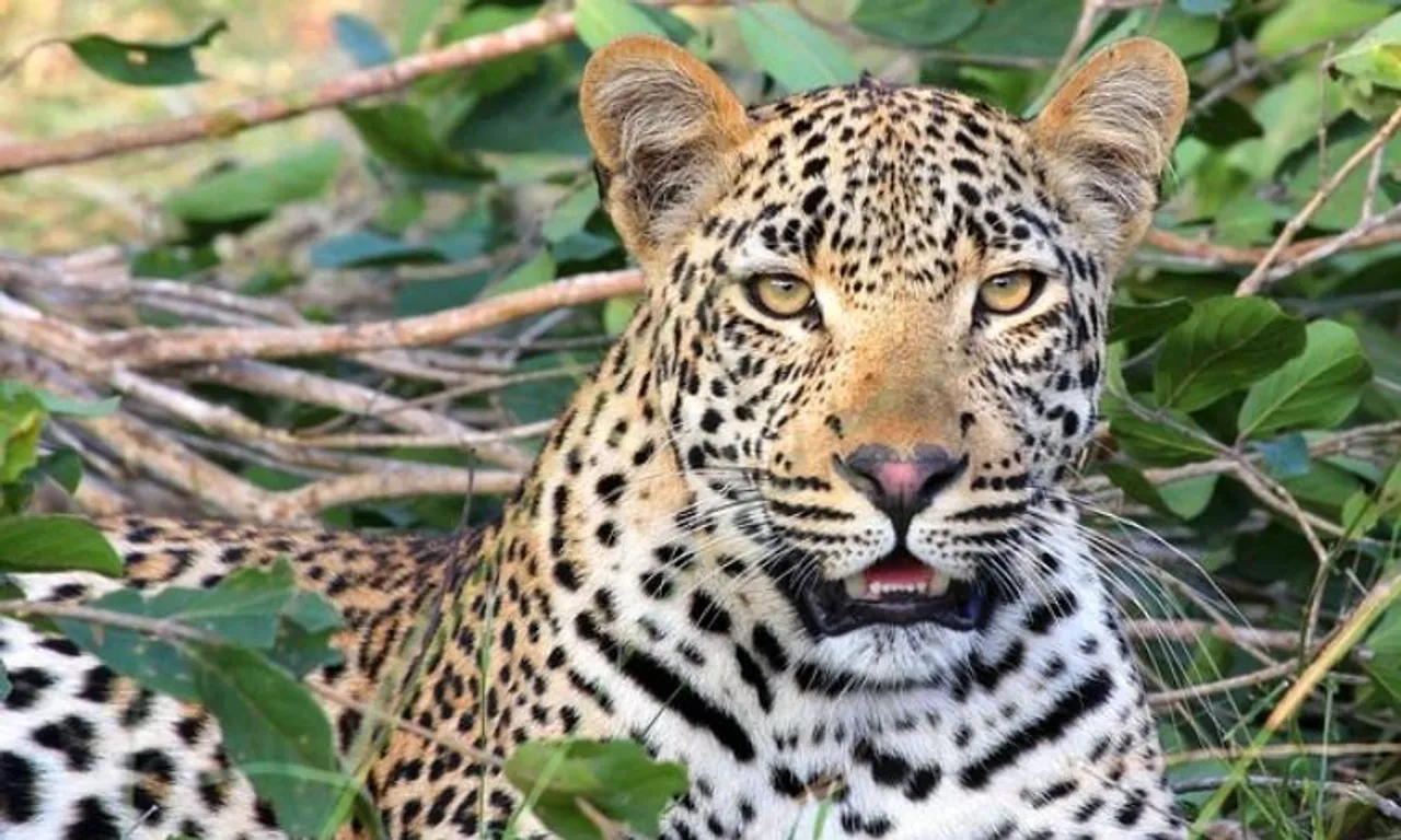 Jungle Adventure: You can soon embark on Leopard Safari at Bannerghatta Biological Park (BBP)