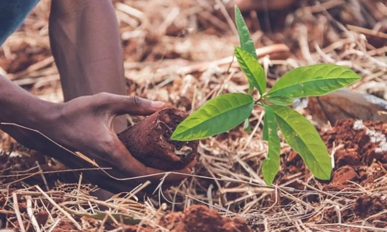 Namma Metro goes green: BMRCL to launch 15,000 tree plantation drive