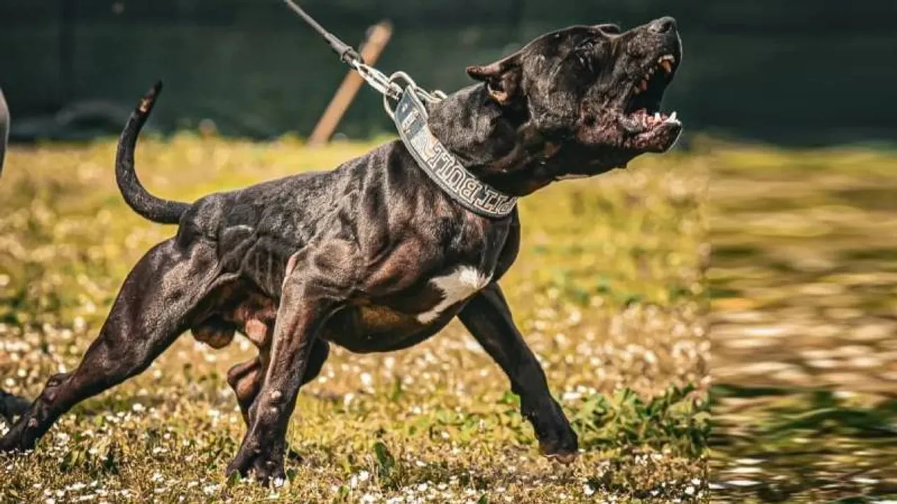 As government bans rottweiler, pitbull, vet says they don’t socialise and thus become unruly