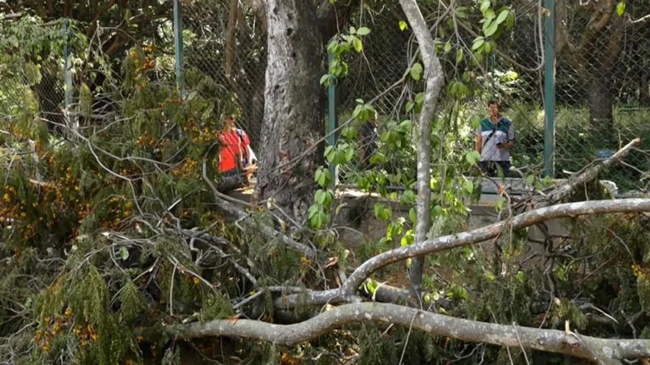 Bengaluru's MN Krishnarao park under siege: Citizens protest against tree felling