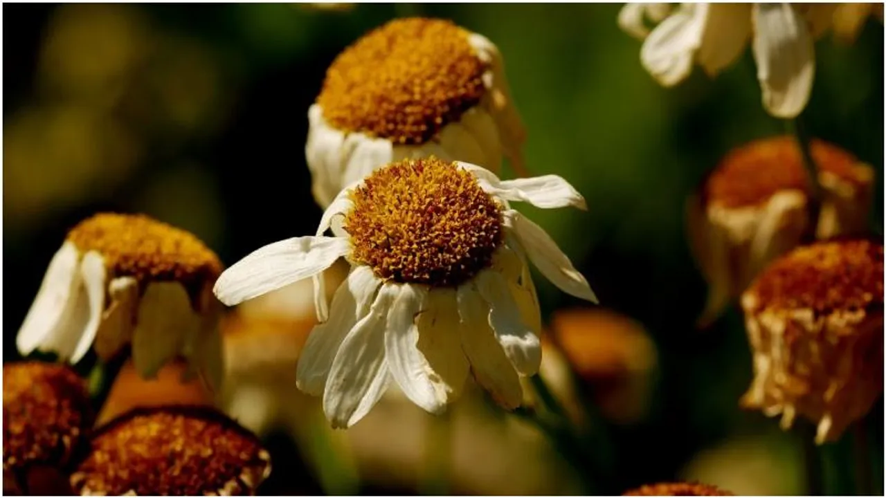 Petals in peril: Bengaluru's flower market faces crisis amidst water scarcity