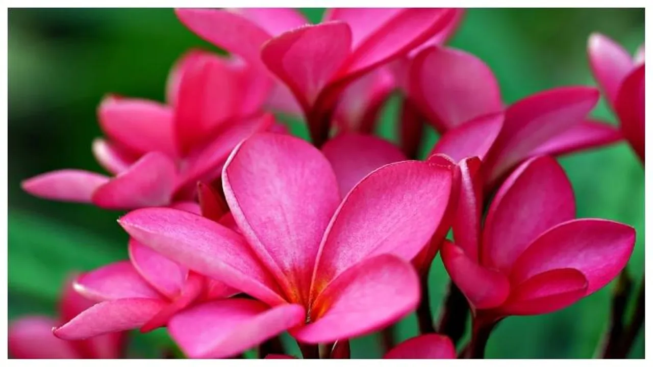 Bengaluru: IISc introduces ‘India Flora Online’, a digital encyclopedia of country's botanical diversity