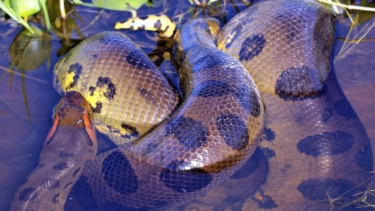 Fossil of largest snake ever on Earth that measured approx. 15 mtrs and weighed 1 tonne, discovered in Gujarat: IIT-Roorkee scientists