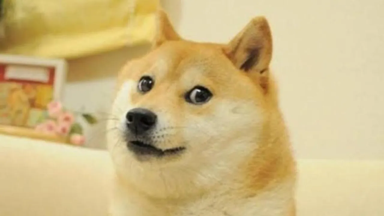 Kabosu, iconic Doge meme Shiba Inu, passes away